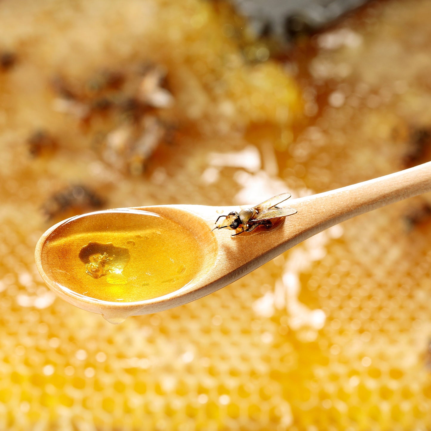 Fake Food / Honey Spoon of Life