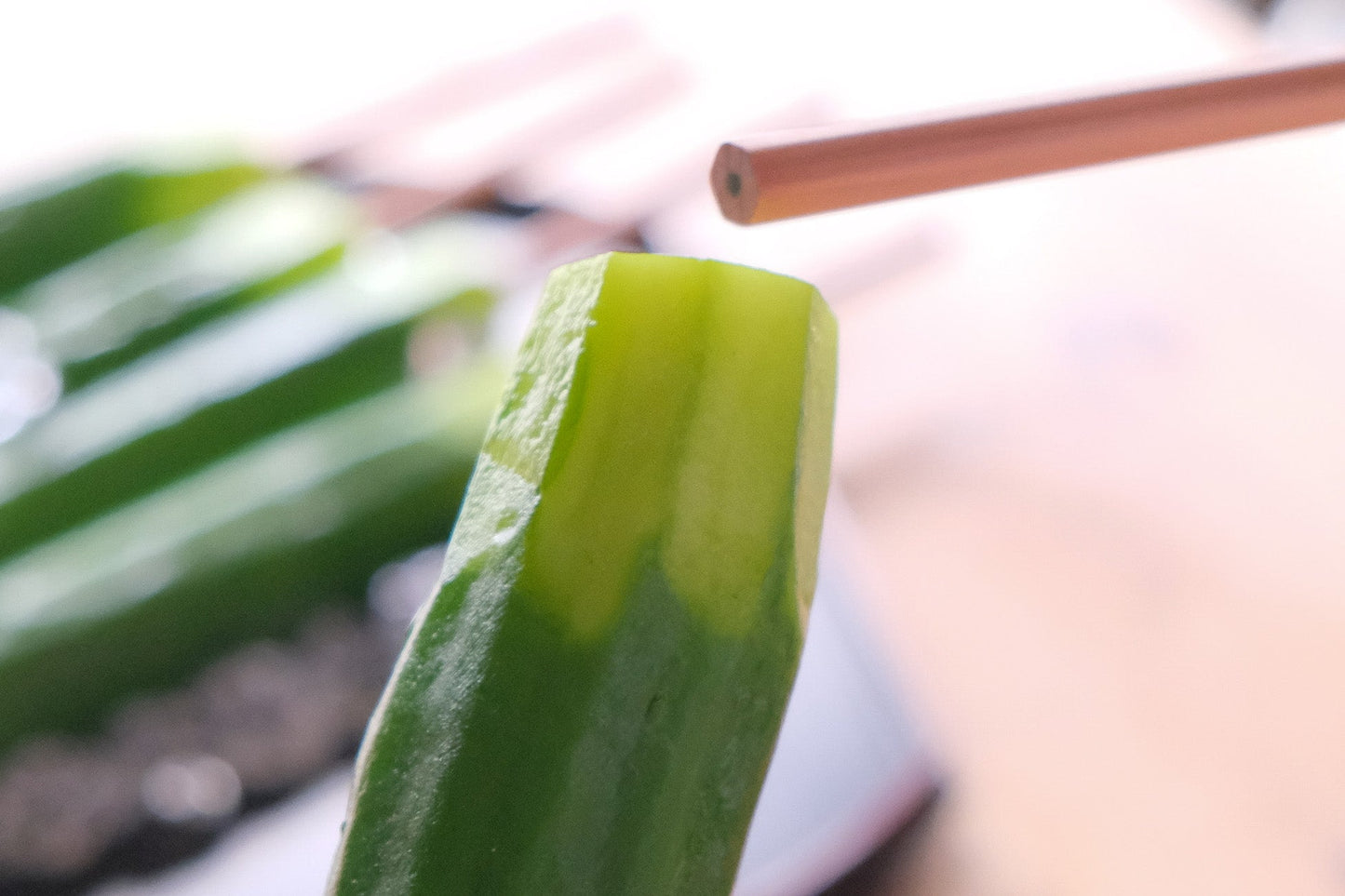Fake Food / Whole Pickled Cucumber Pencil Cap